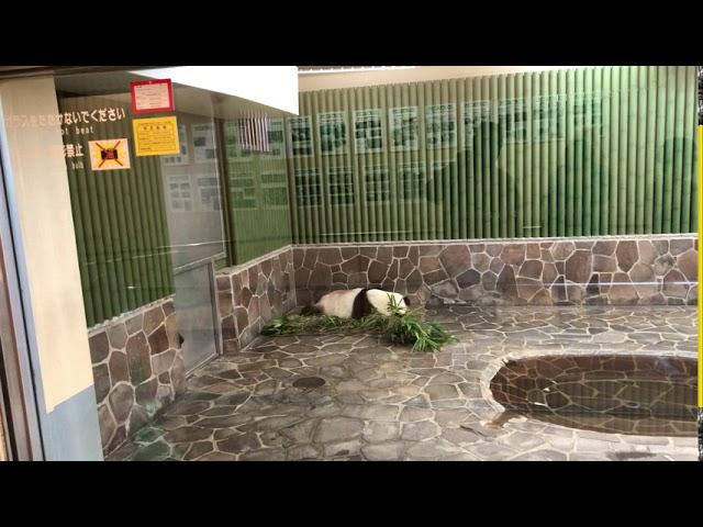 Panda at Oji Zoo,Kobe