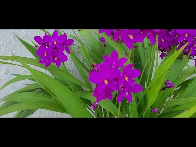 Orquidias Spathoglottis Plicata en plena floración.