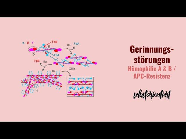 Gerinnungsstörungen: APC-Resistenz & Hämophilie A / B - Ursache | Missense-Mutation | Übersicht