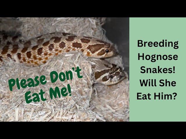 Breeding Hognose Snakes! What To Look For!