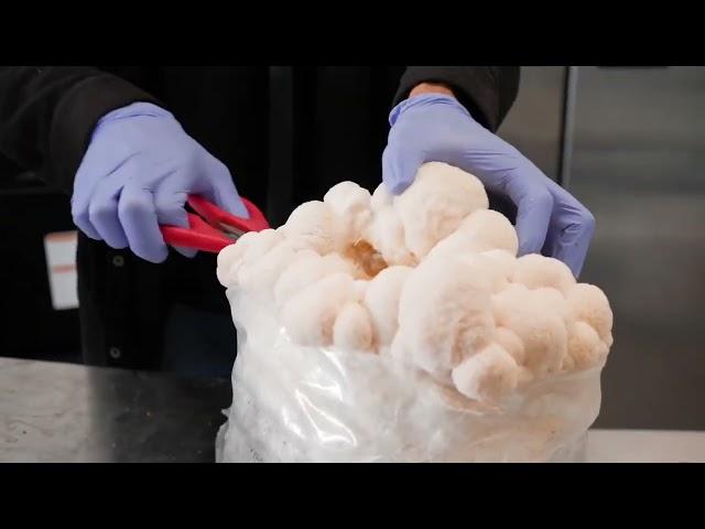 Lion’s Mane Mushrooms | Southwest Mushrooms