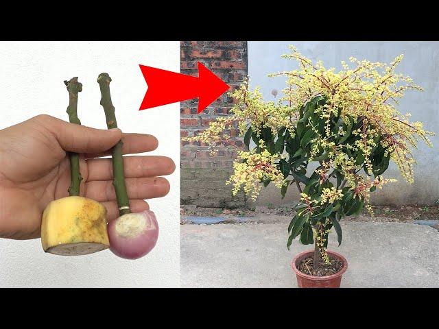 SYNTHESIS OF MANY WAYS TO GROW MANGO TREES with just green bananas, onions and eggs