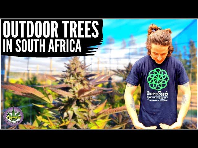 MASSIVE CANNABIS TREES IN SOUTH AFRICA!