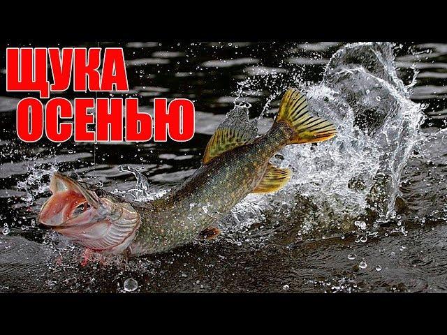 Как и на что ловить щуку осенью при бесклевье?