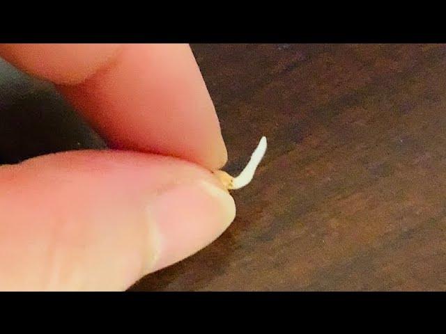 都说花椒种子难发芽，别急，用我的方法保证5天就出芽，目前无人能超越！