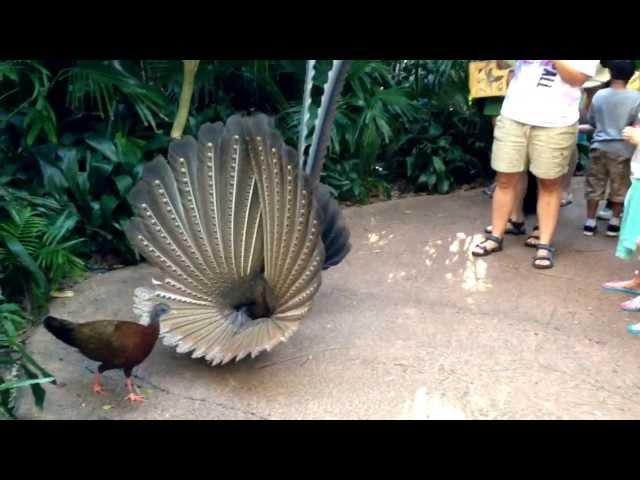 Great Argus Pheasant Mating Dance (argusianus argus)