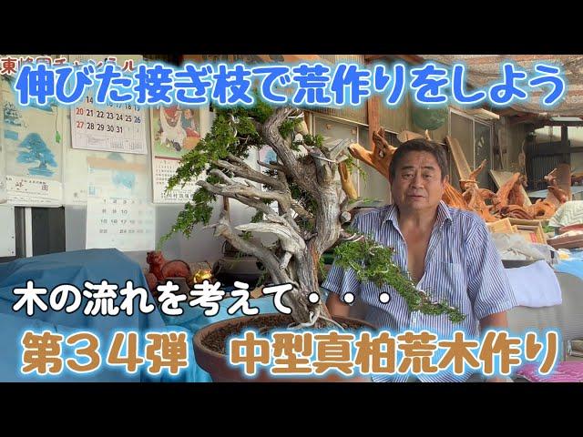 【盆栽】第３４弾　中型真柏の荒木作り【伸びた接ぎ枝で荒作り】