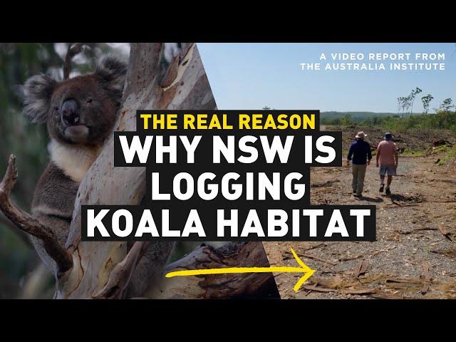 The Carbon Credit Grift Destroying Koala Habitat