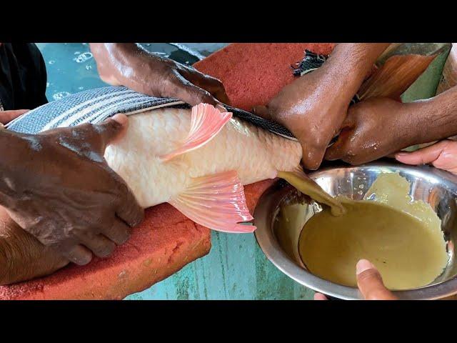 Fish Semen And Egg Collecting For Breeding | Fishing Master