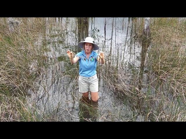 'Carnivorous Plant Called Utricularia in 60 Seconds'