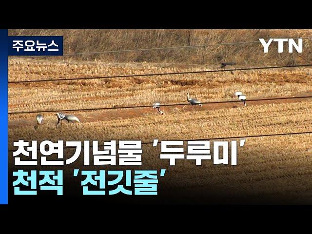 천연기념물 '두루미'의 천적...철원평야 '전깃줄' / YTN