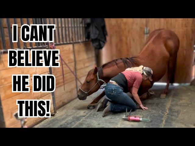 Training a SCARED horse ~ Studman was so BRAVE!