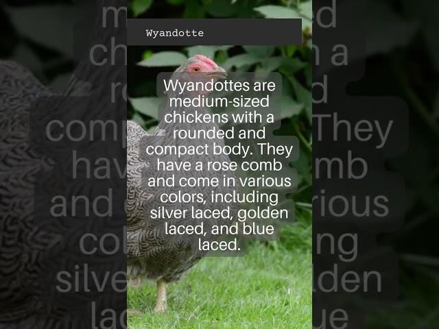 All about Chicken Breeds | Wyandotte