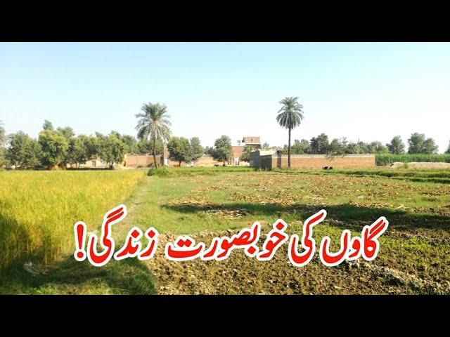 Village Beautiful Life Vlog || Village Life Style || Village Life Tv