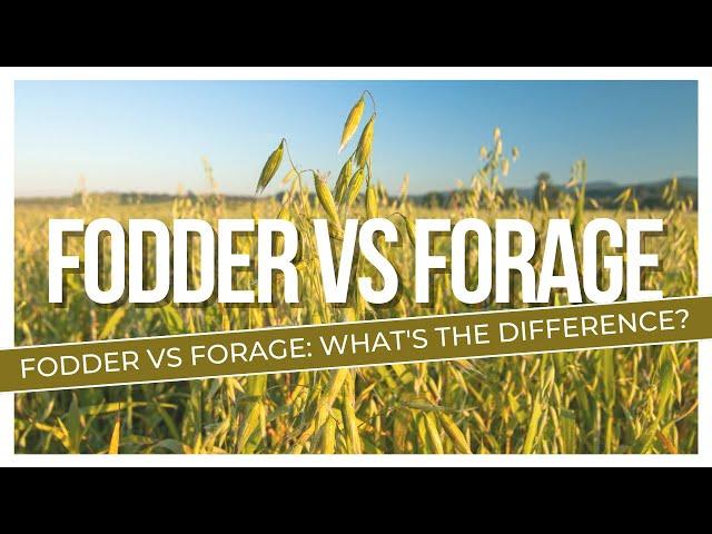 Fodder and forage crops difference