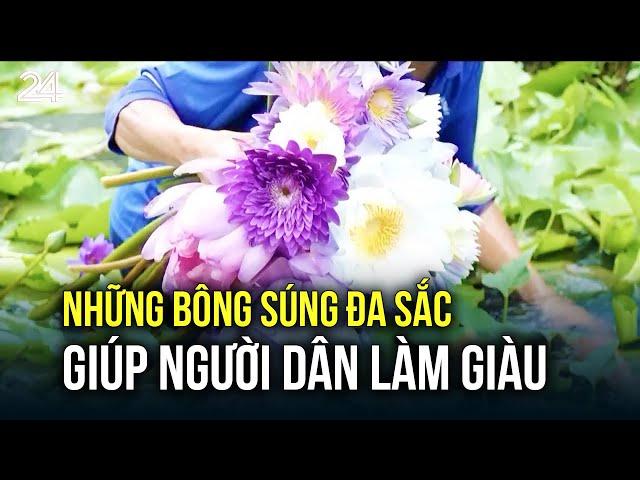 Những bông súng đa sắc giúp người dân làm giàu | VTV24