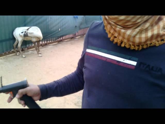 Telinject pistol/ Arabian Oryx