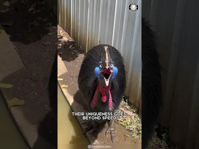 Cassowary  The Most Dangerous Bird on Earth!