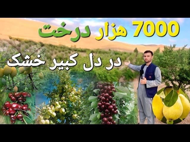 گزارش حیات الله " از  ۷۰۰۰ هزار درخت در دل بیابان! ساخت بزرگ‌ترین باغ میوه فاریاب بدون نهر و دریا 