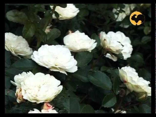 Розы в Саду. серия 7. Классификация роз 1