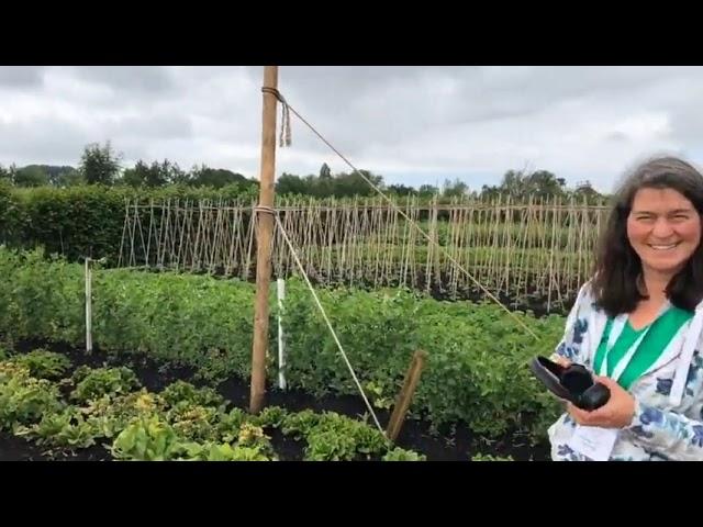 Aalsmeer Flower Festival Florapodium