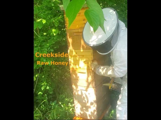 Tree Side Honey Bee Hive Drama? 2025/5/24