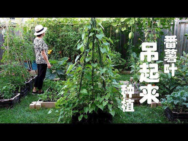 用三种方法种植番薯叶  紫番薯叶吊起来种植 Growing sweet potato leaves in 3 ways   Growing sweet potato leaves vertically