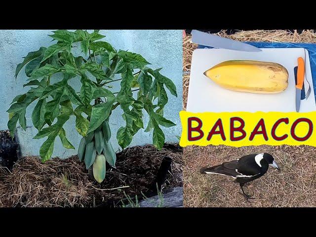 Babaco – planting, caring for and taste testing a rare fruit in the Papaya family