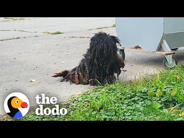 The Most Dramatic Rescue Dog Transformations | The Dodo