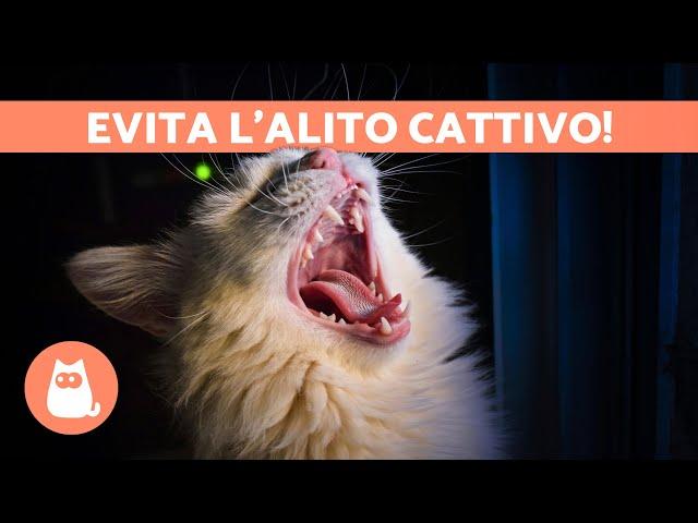 5 RIMEDI CASALINGHI per l'ALITO CATTIVO nei GATTI  | Che cattivo odore! 