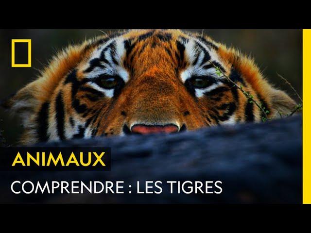 COMPRENDRE : Les tigres