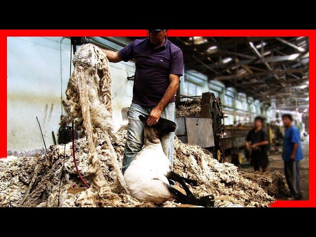  Modern SHEEP FARMING Technologies - Wool Processing Factory - Sheep Shearing