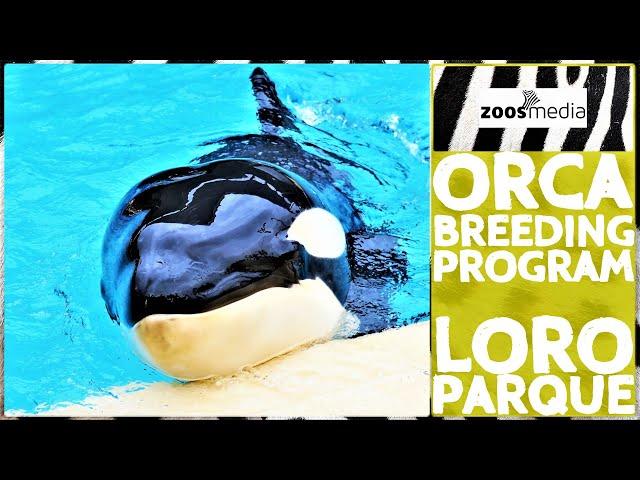 ORCA BREEDING program at LORO PARQUE | zoos.media