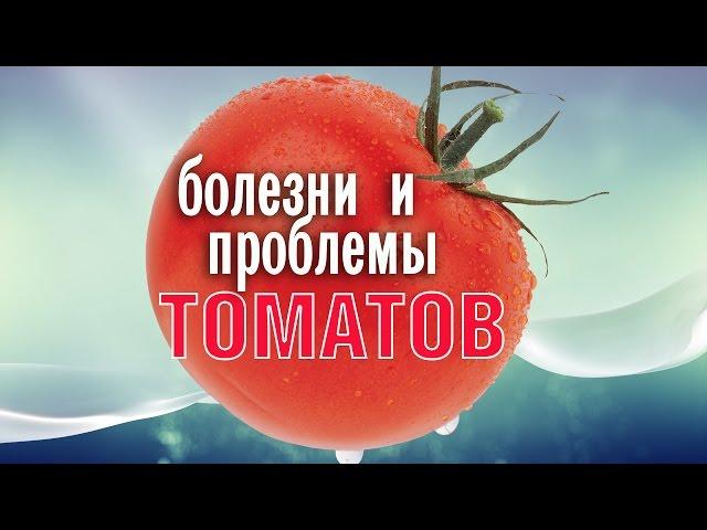 Болезни томатов и проблемы выращивания