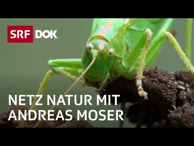 Tiere im Naturgarten | Wem gehört der Garten? | NETZ NATUR mit Andreas Moser | DOK | SRF Wissen