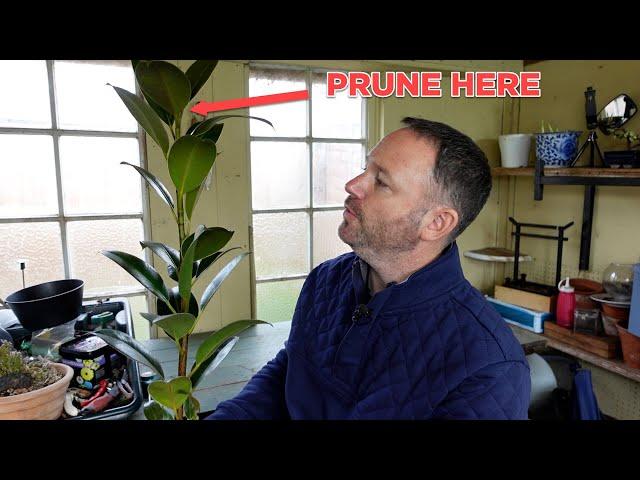 How to Make Your Rubber Plant More Bushy