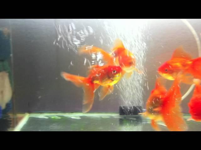 Goldfish Spawning Behavior