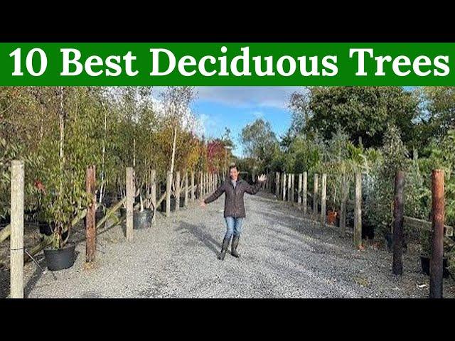 10 Best Deciduous Trees for Your Garden