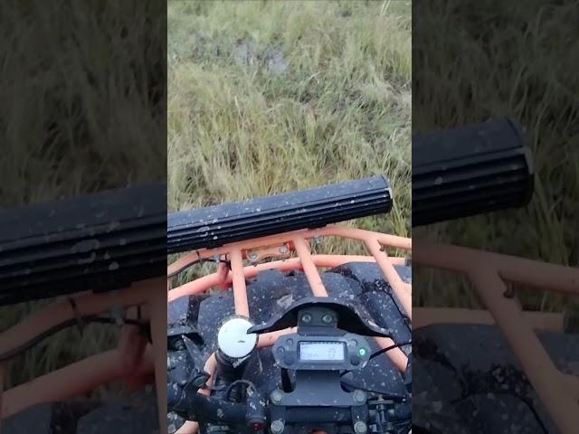 Ковровое болото на Авантис Хантер 200(Оранжевая 200-ка) #квадроцикл #путешествие #покатушки #shorts