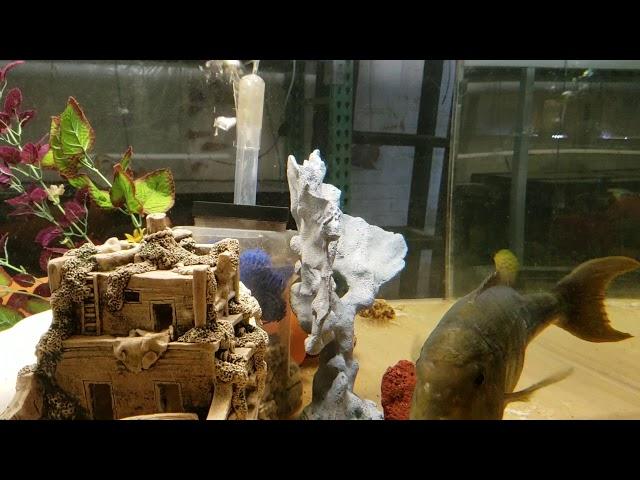 My emperor cichlid