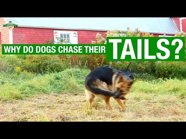 Dog Facts - Why Do Dogs Chase Their Tails?