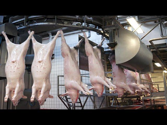 World Largest Pig Slaughter Factory - Fastest Pork Production Process - Meat Cutting Technology