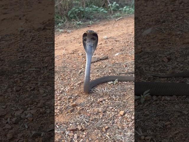 Cobra snake  a little cabra but vary aggressive and full active #wildliferescue #snakerescue ￼