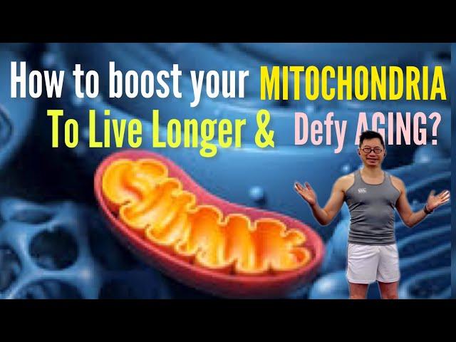 The (13) ways to give your mitochondria a boost | Mitochondria