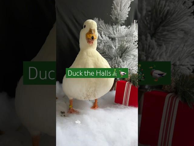 An original song by Sugar the Duck #HolidaysOnShorts #Ducks #PetDucks #CallDucks #Pets #Animals