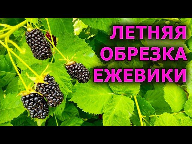 Summer pruning of blackberries. How to prune blackberries in summer and for what purpose?