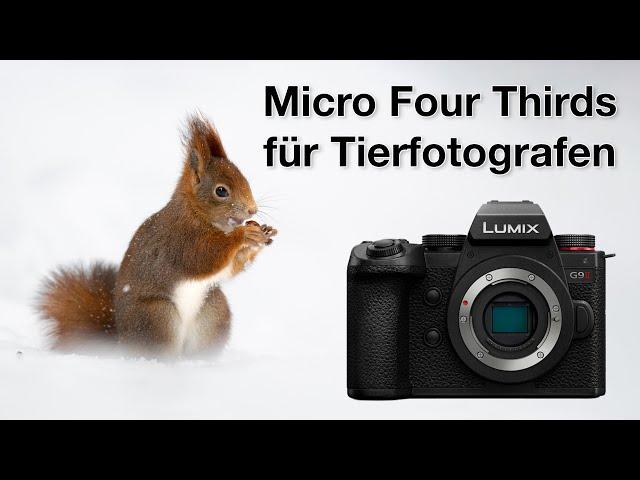 So viele Überraschungen - Panasonic G9 II Review Vogelfotografie