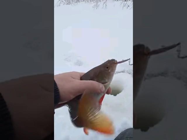 Блесна Маропедка с подвесом в деле. 