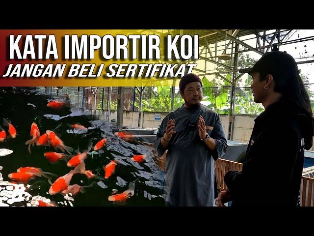 PENANGANAN IKAN KOI IMPOR MASUK INDONESIA | PT SEGORO KURNIA JAYA | FEI KOI