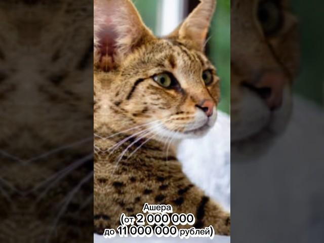 Самые дорогие кошки